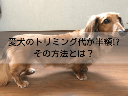 愛犬のトリミング
