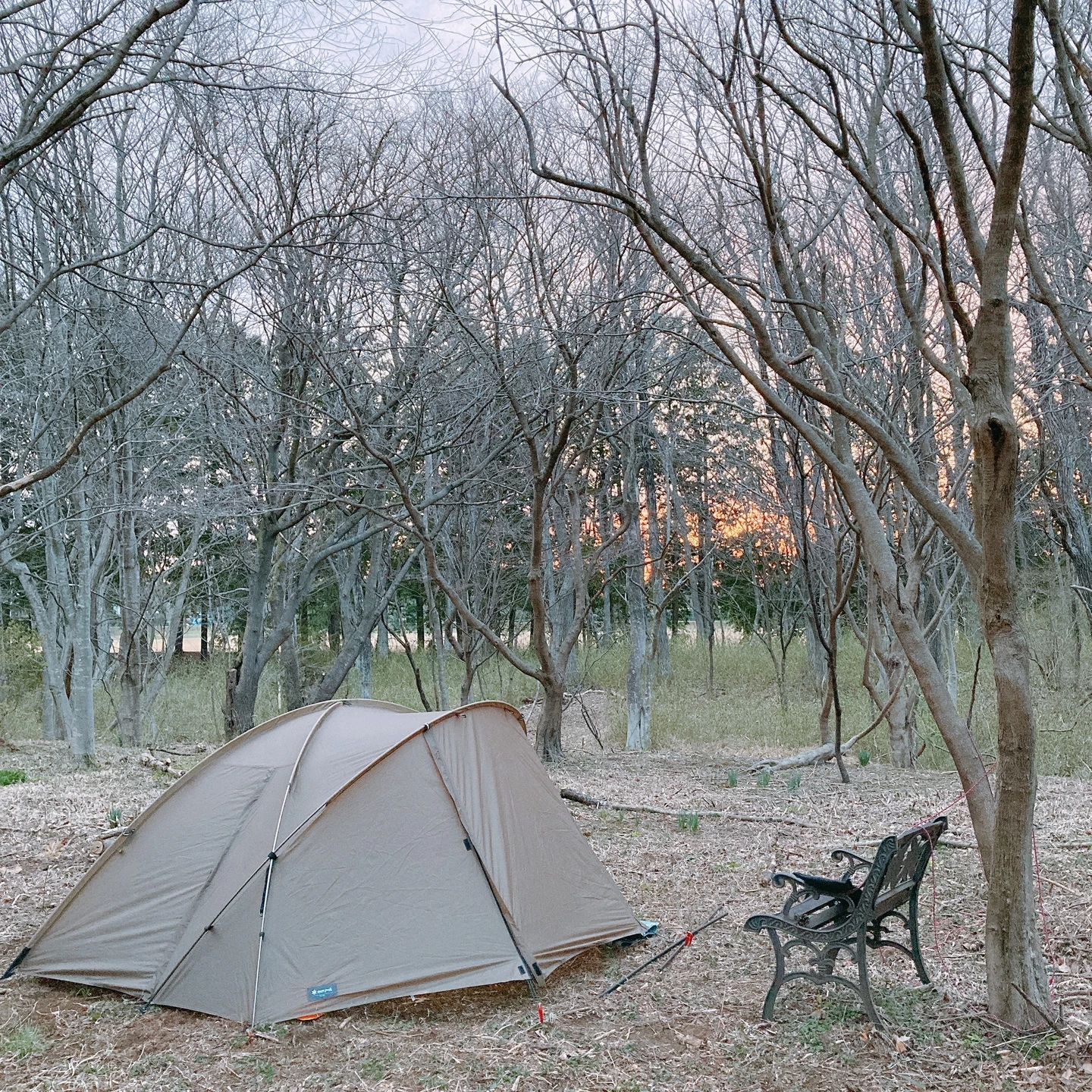 笑う　ふくろう